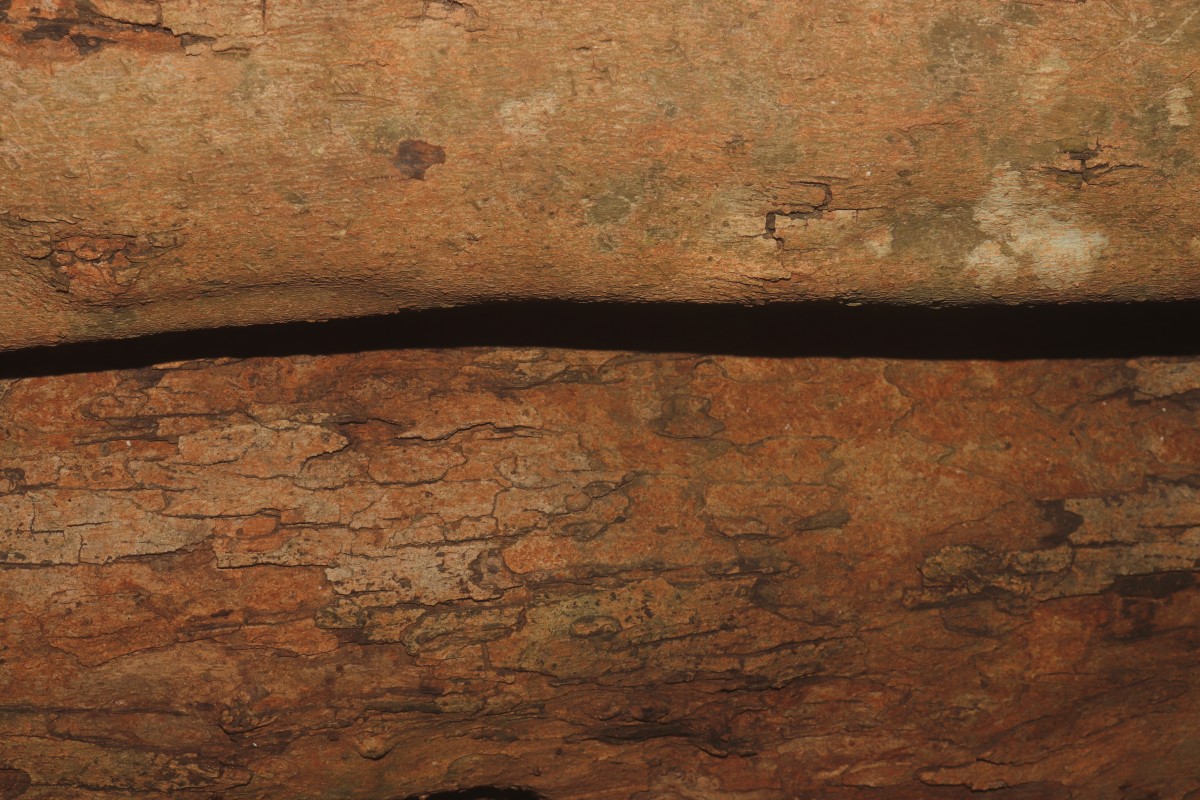 Xylopia nigricans Hook.f. & Thomson