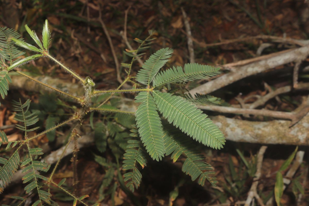 Mimosa pudica L.