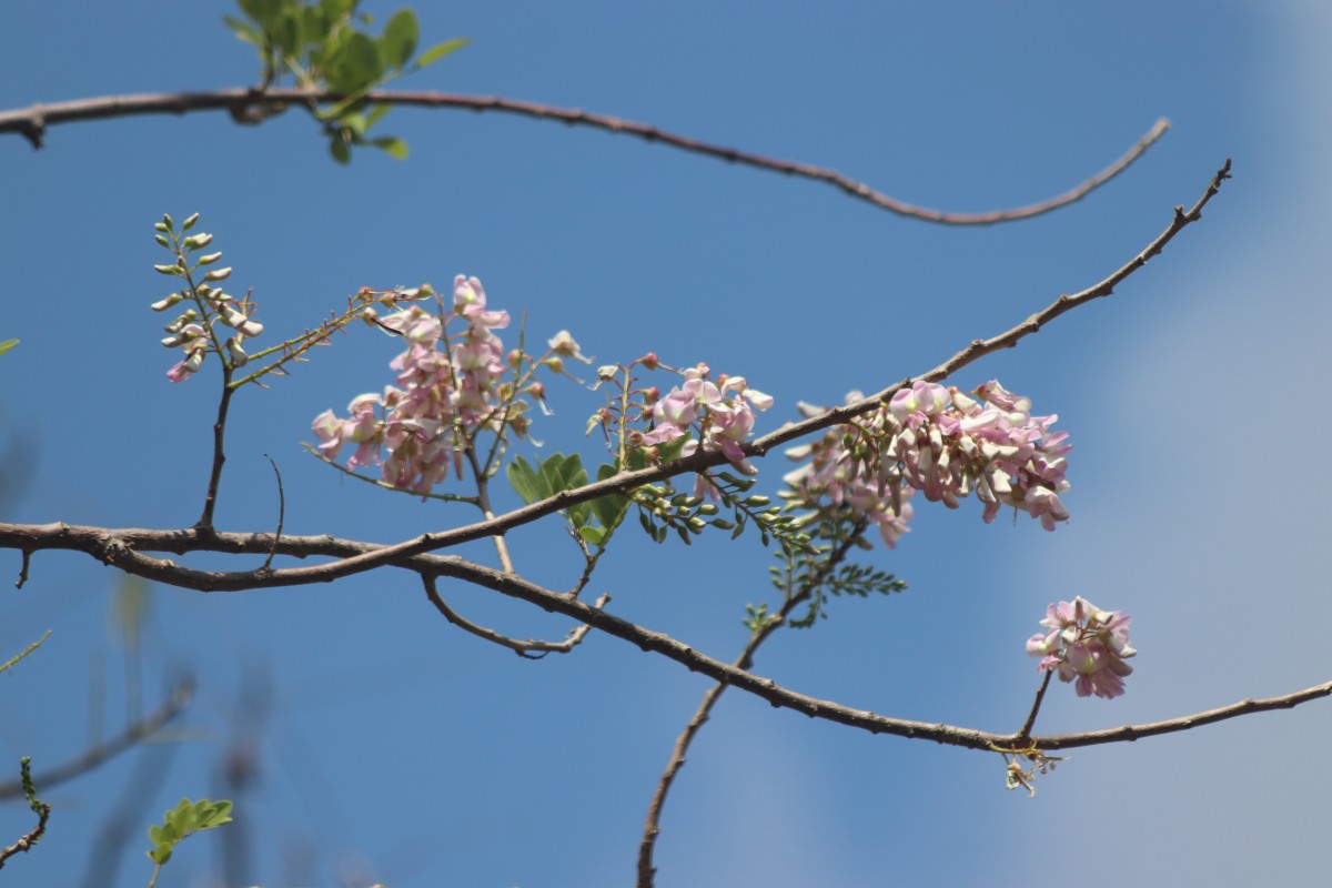 Gliricidia sepium (Jacq.) Steud.