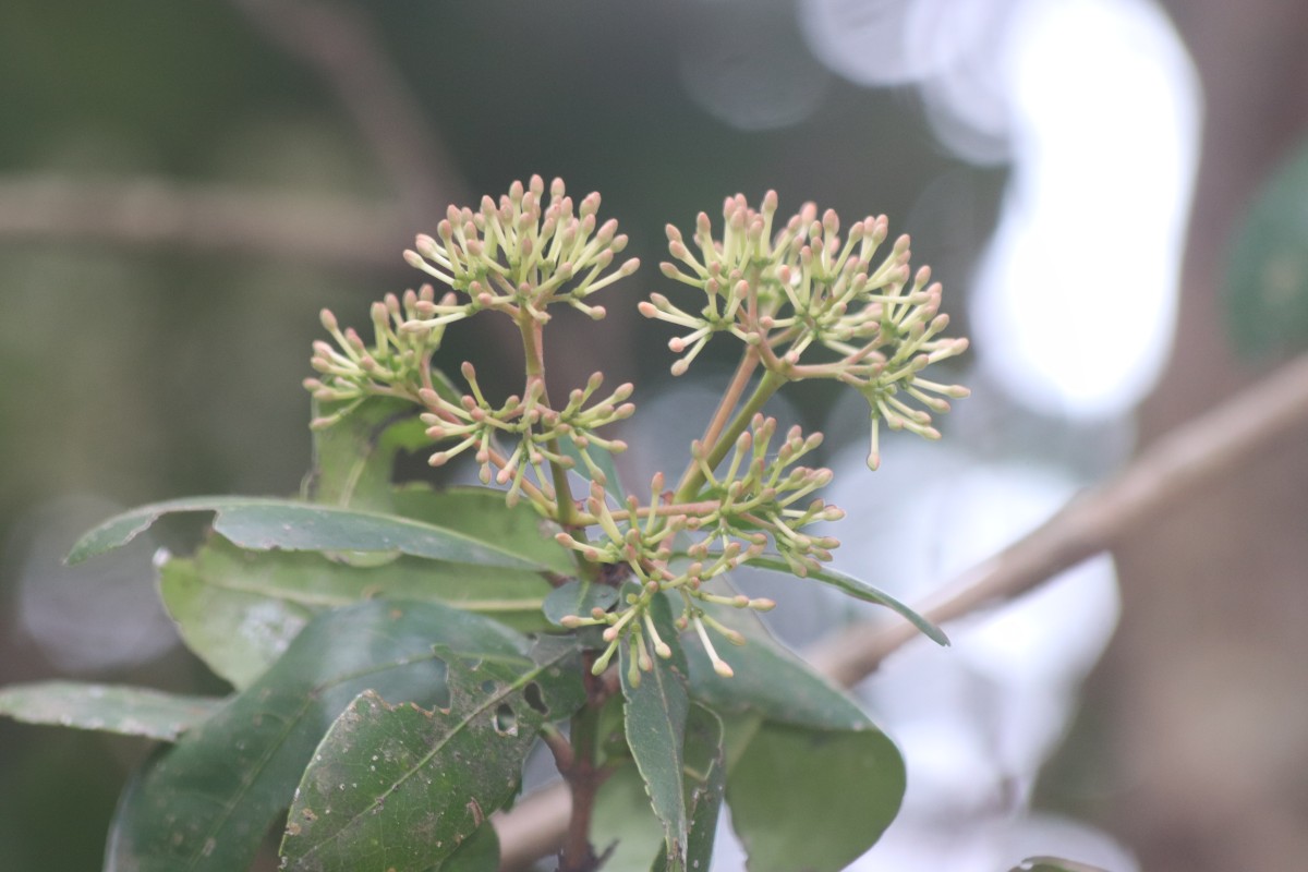 Ixora pavetta Andrews