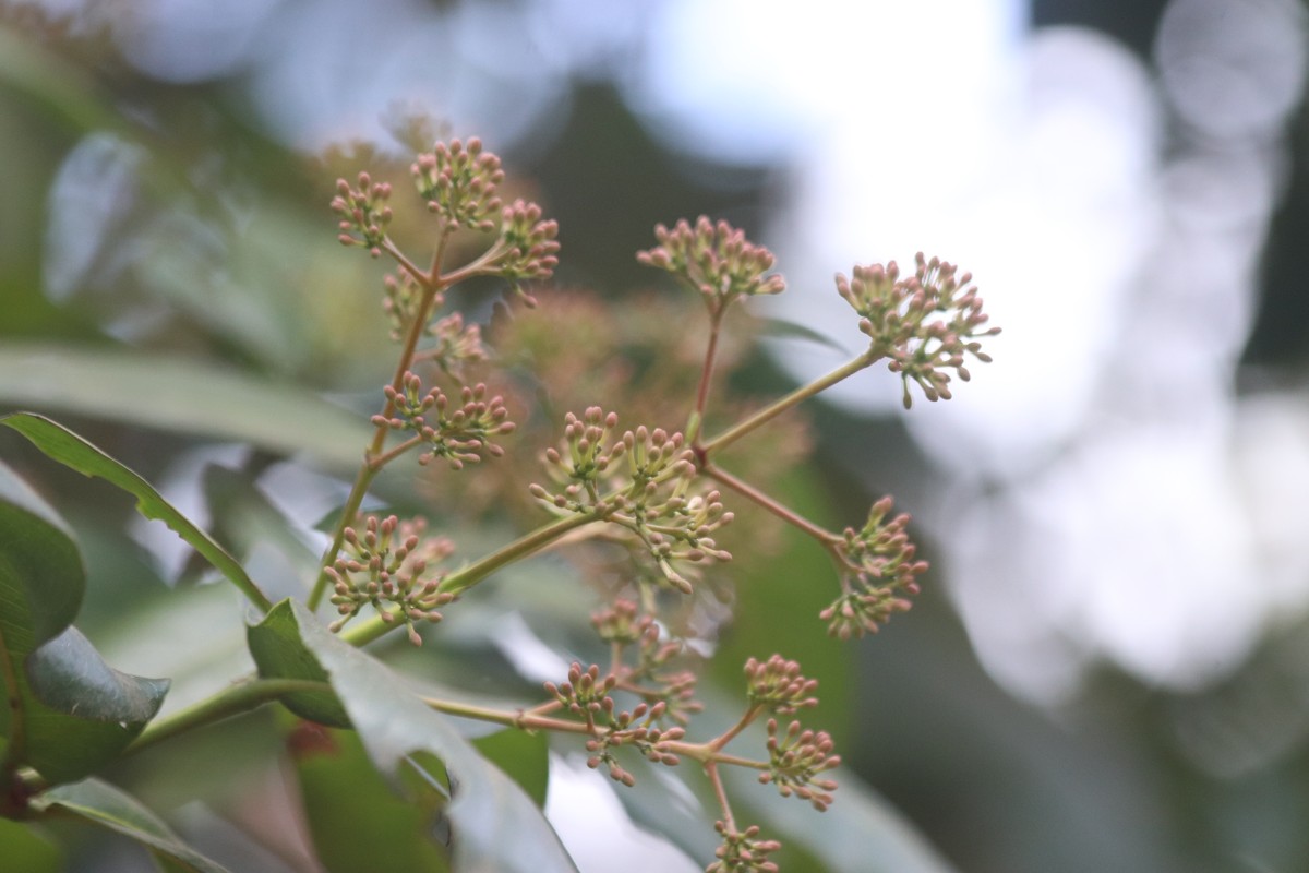 Ixora pavetta Andrews