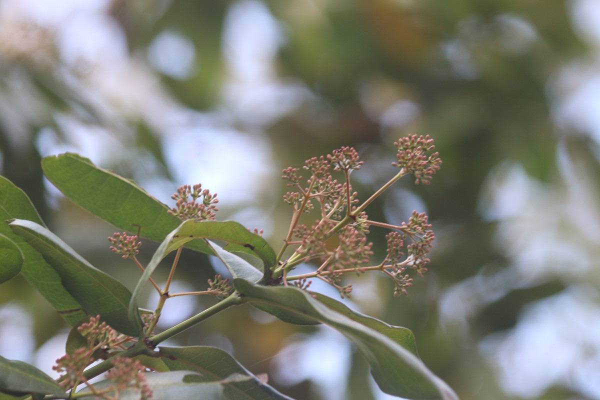 Ixora pavetta Andrews
