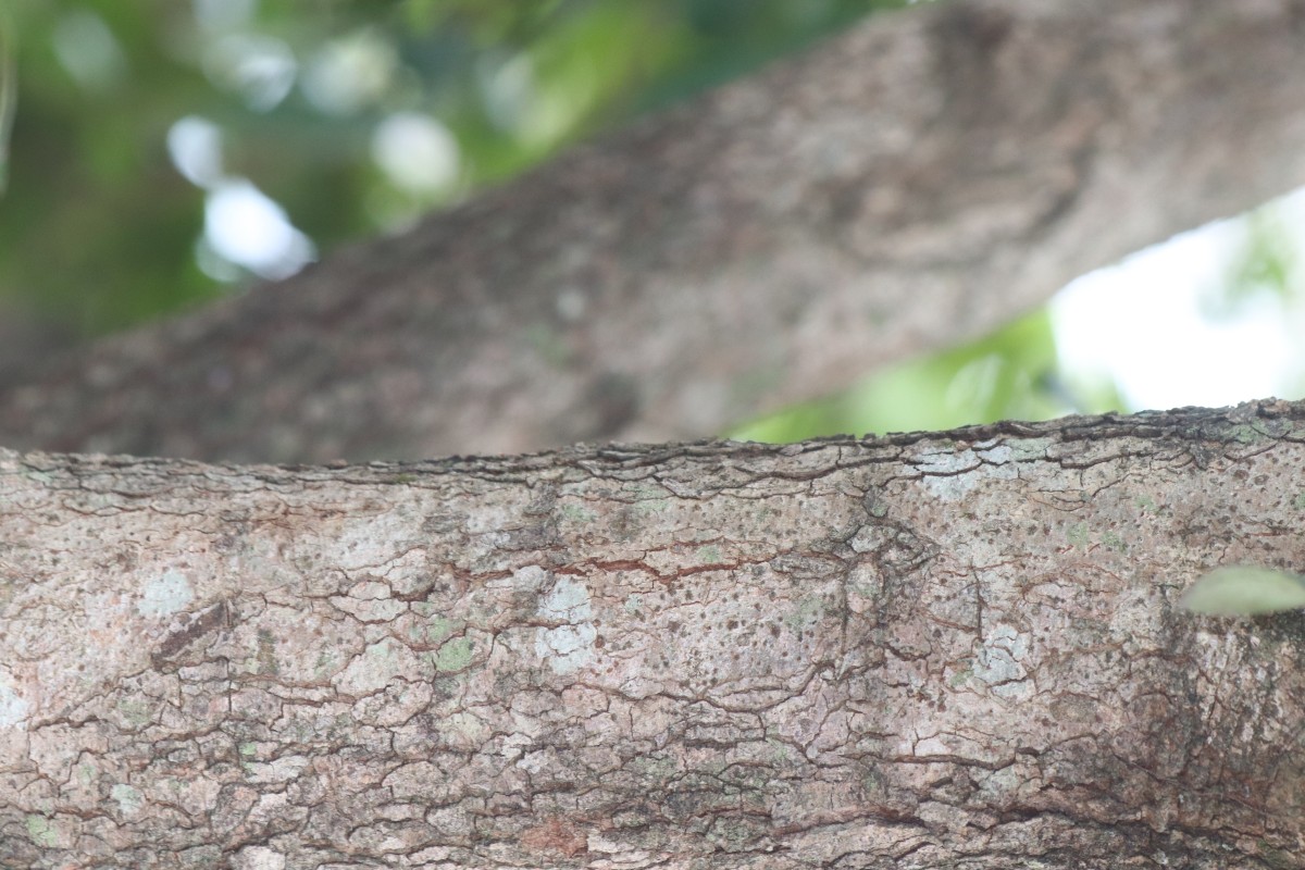 Ixora pavetta Andrews