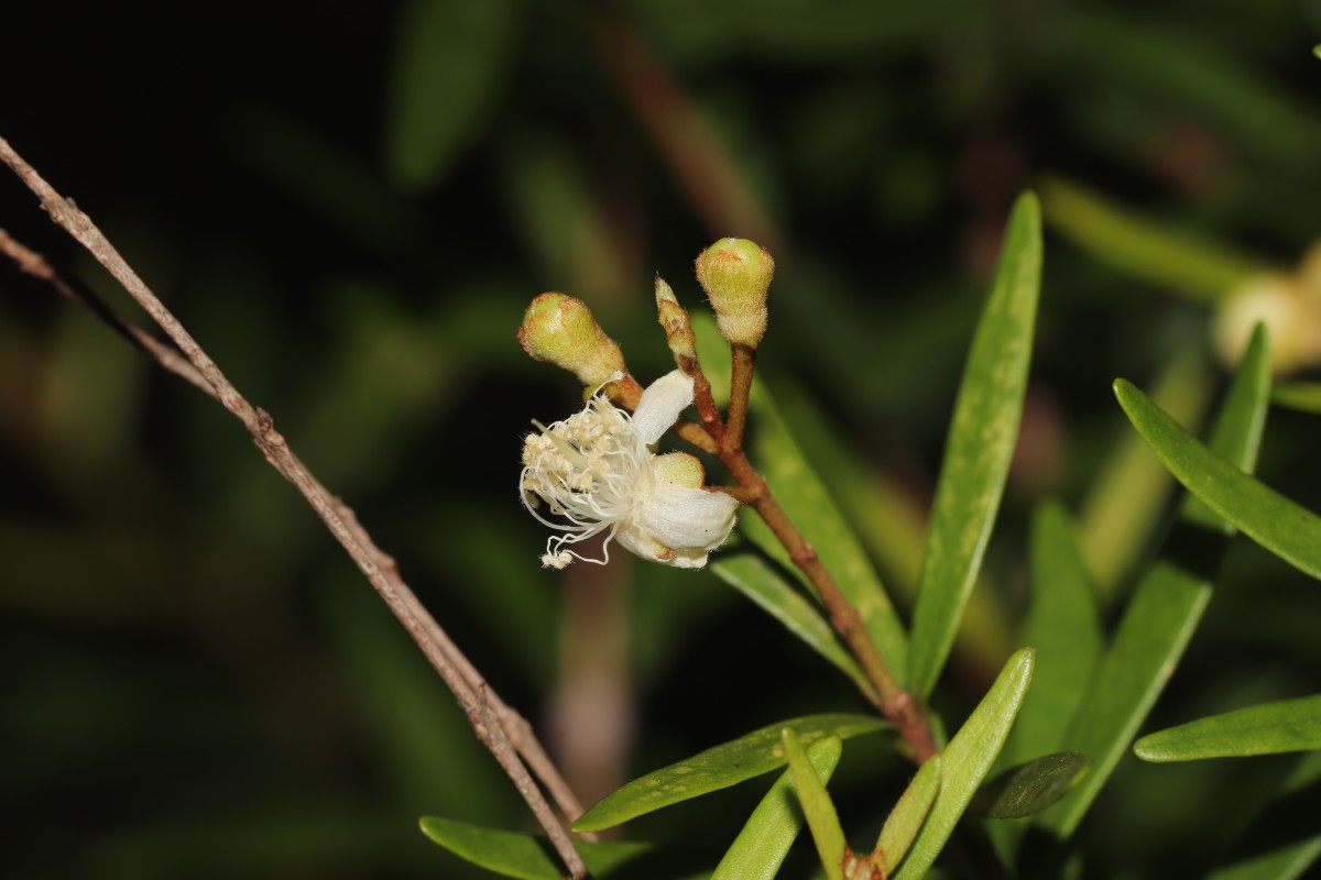 Eugenia rheophytica Kosterm.