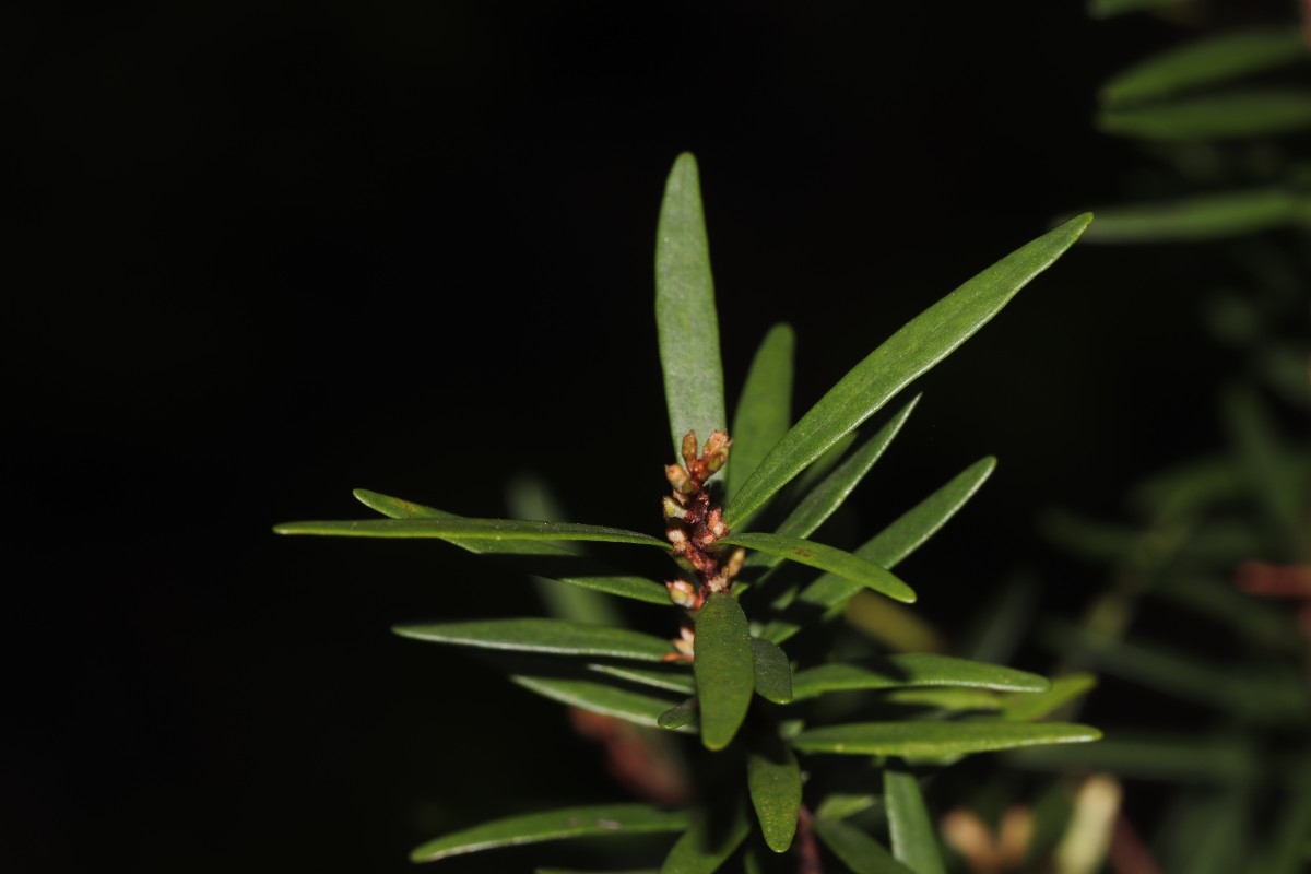 Eugenia rheophytica Kosterm.