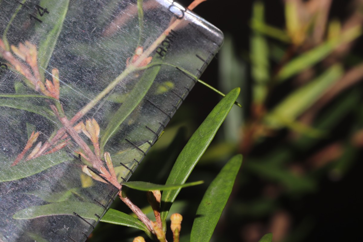 Eugenia rheophytica Kosterm.