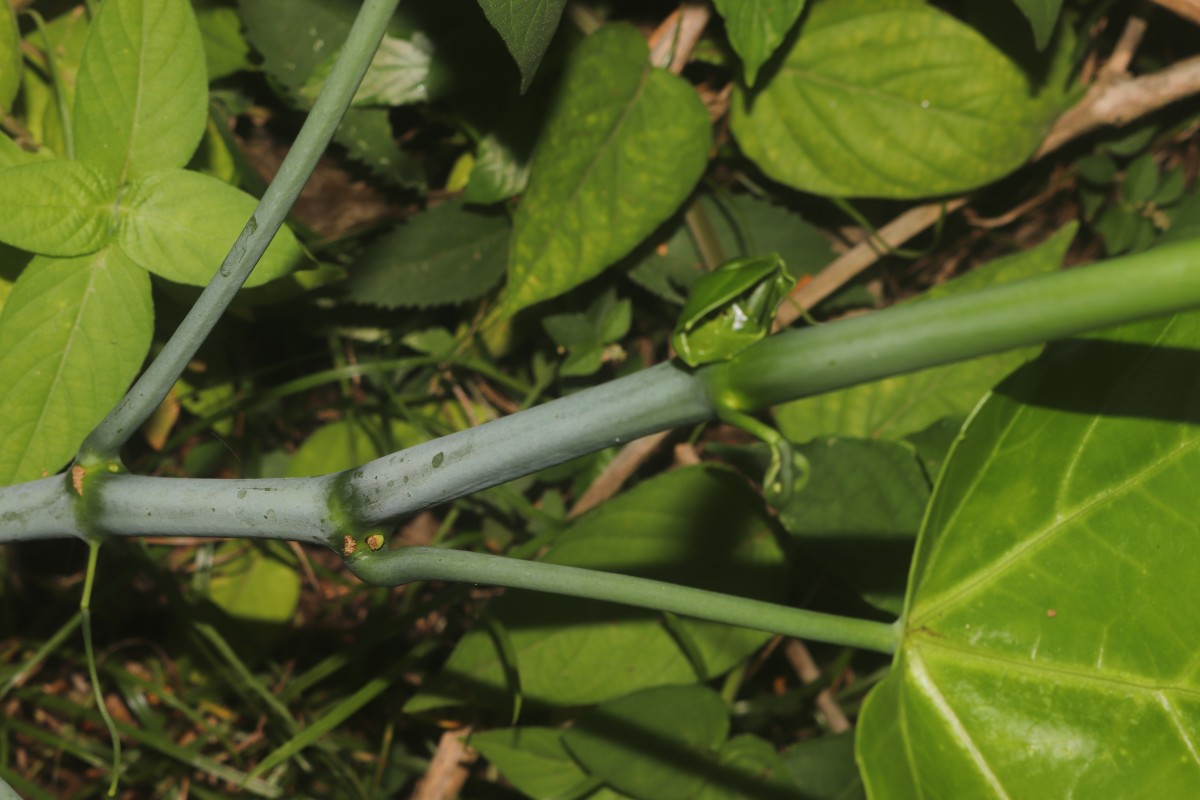 Cissus heyneana Steud.