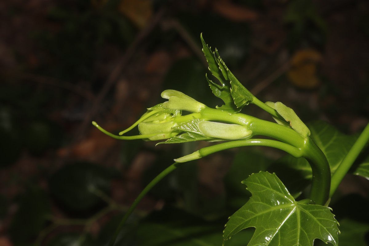 Cissus heyneana Steud.