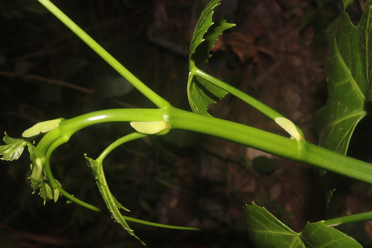 Cissus heyneana Steud.