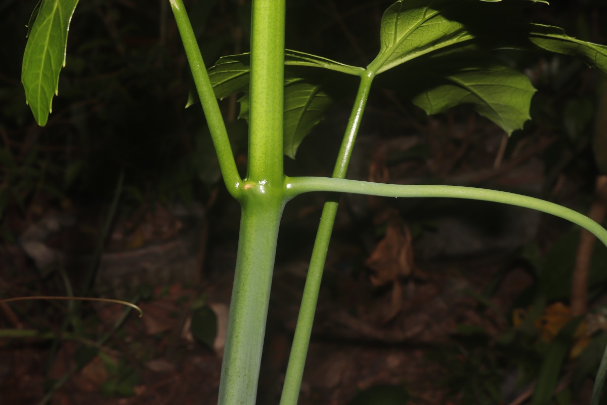 Cissus heyneana Steud.