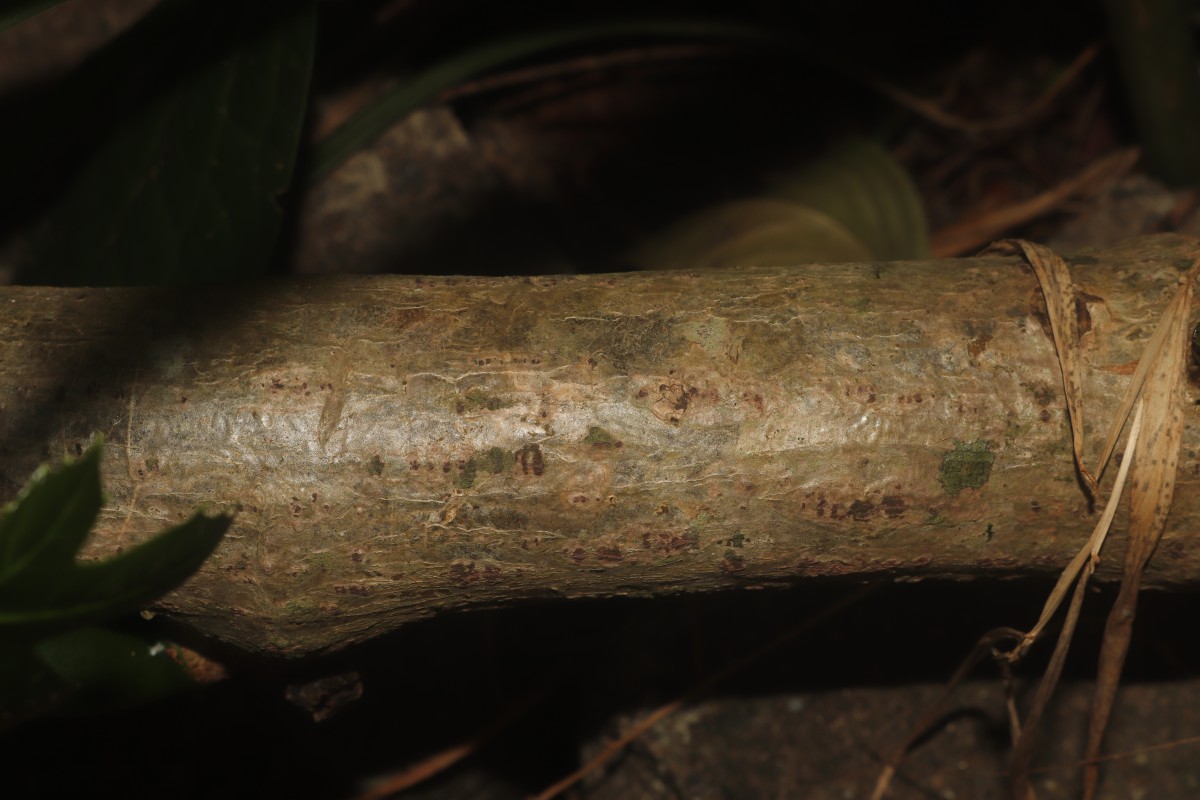 Cissus heyneana Steud.