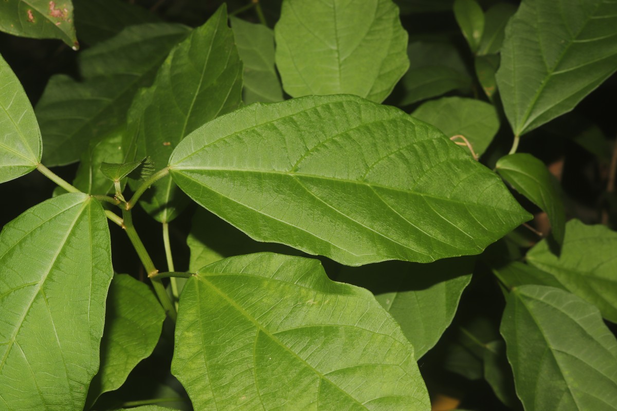 Baliospermum solanifolium (Burm.) Suresh