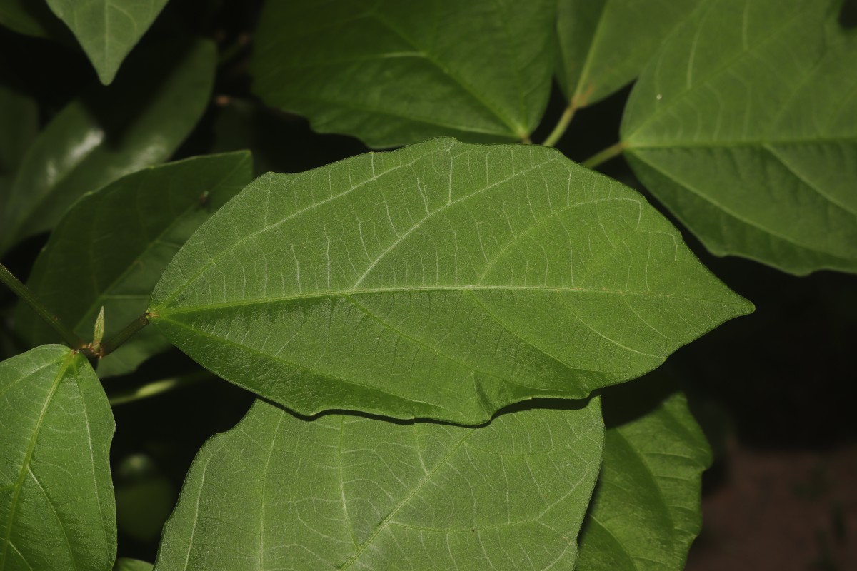 Baliospermum solanifolium (Burm.) Suresh