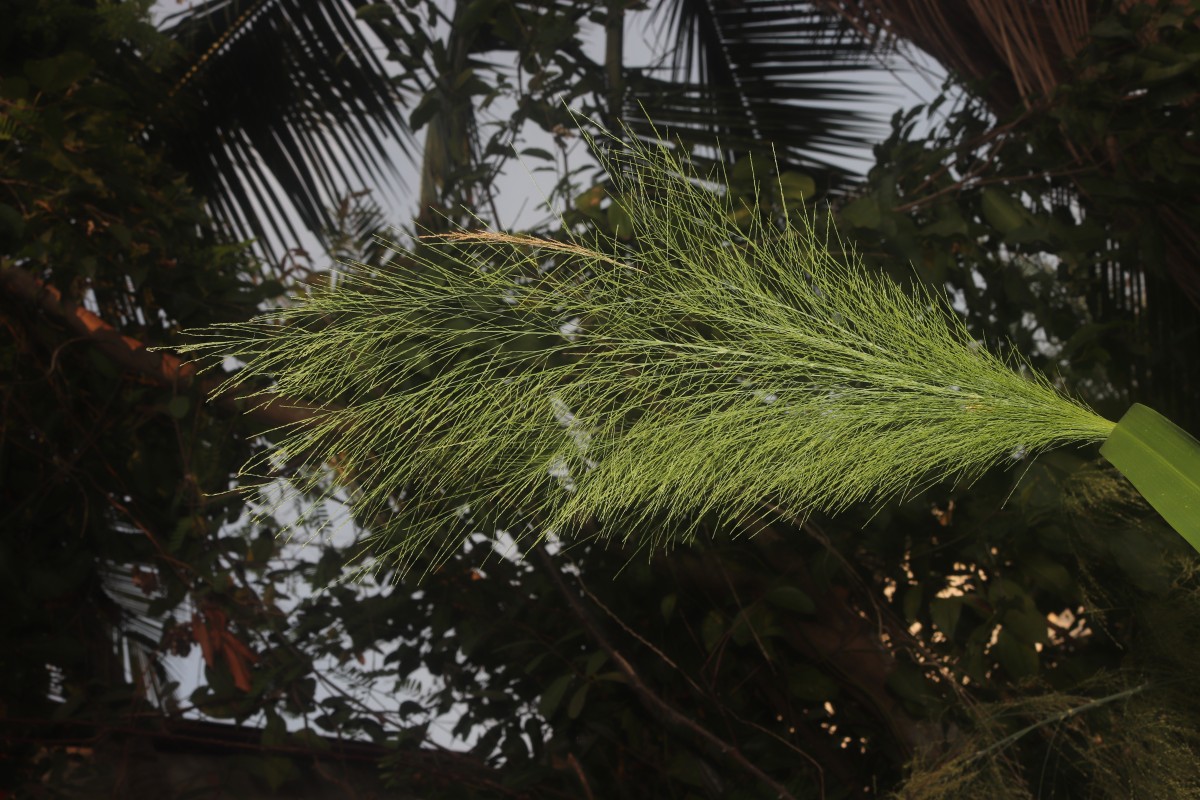 Thysanolaena latifolia (Roxb. ex Hornem.) Honda