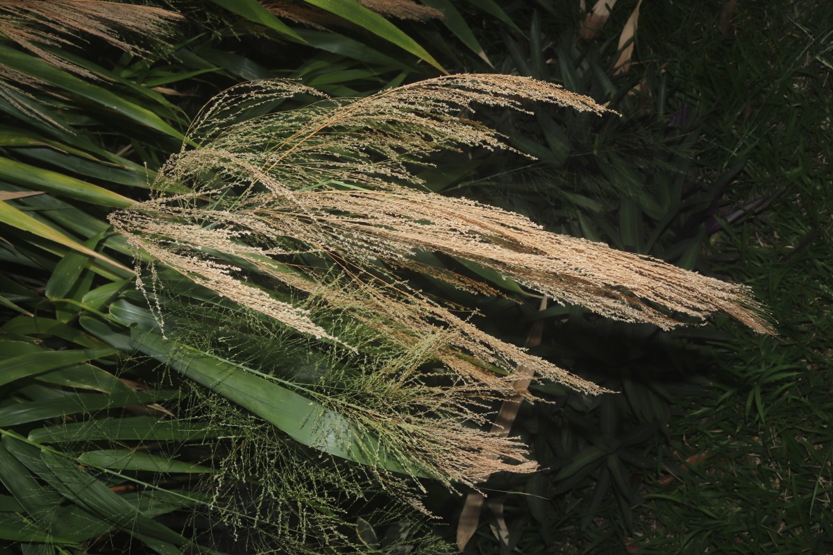 Thysanolaena latifolia (Roxb. ex Hornem.) Honda