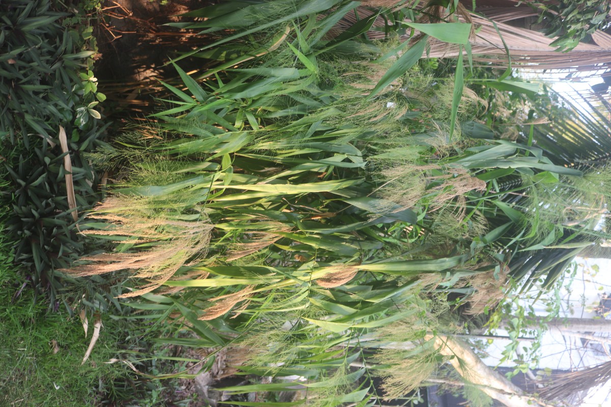 Thysanolaena latifolia (Roxb. ex Hornem.) Honda