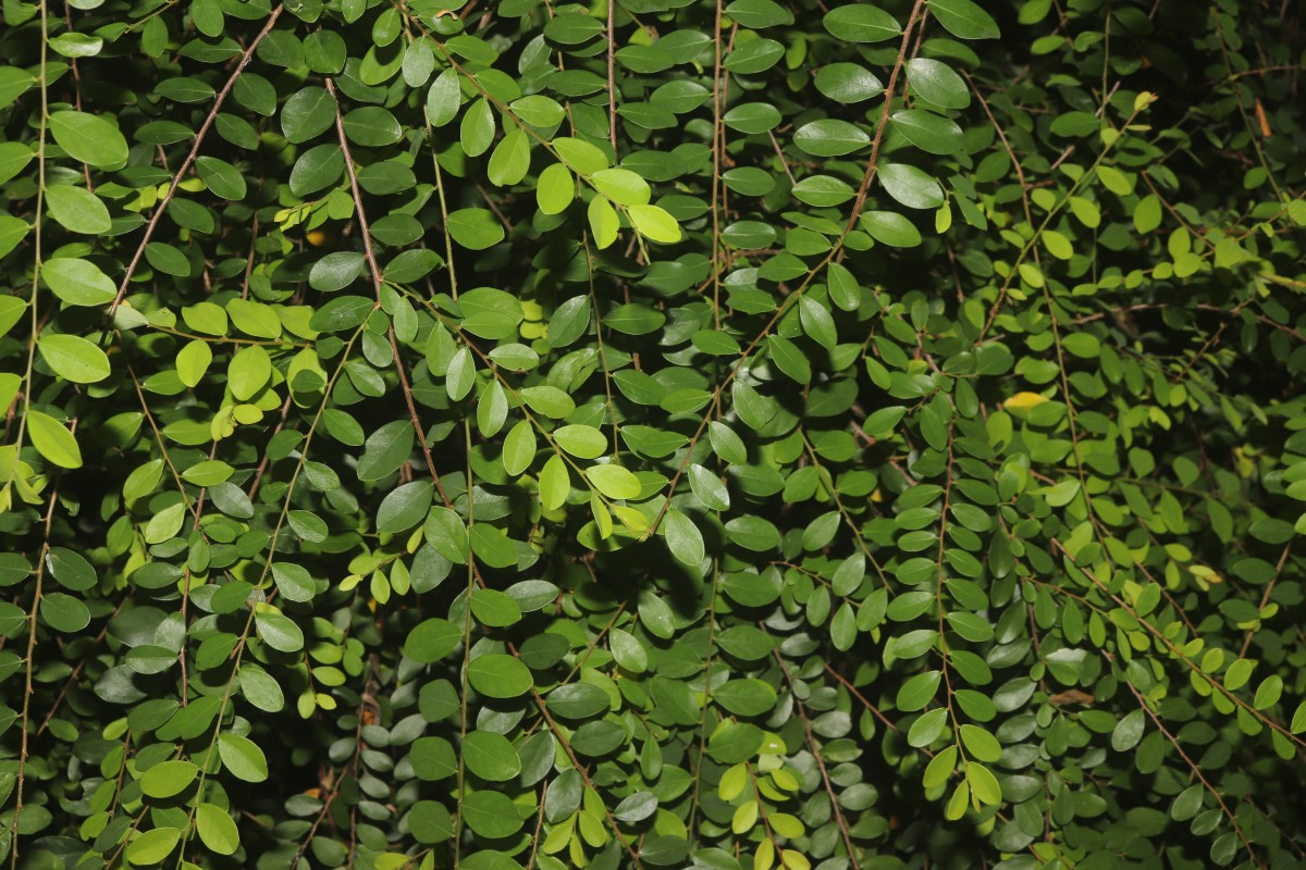 Phyllanthus cochinchinensis Spreng.