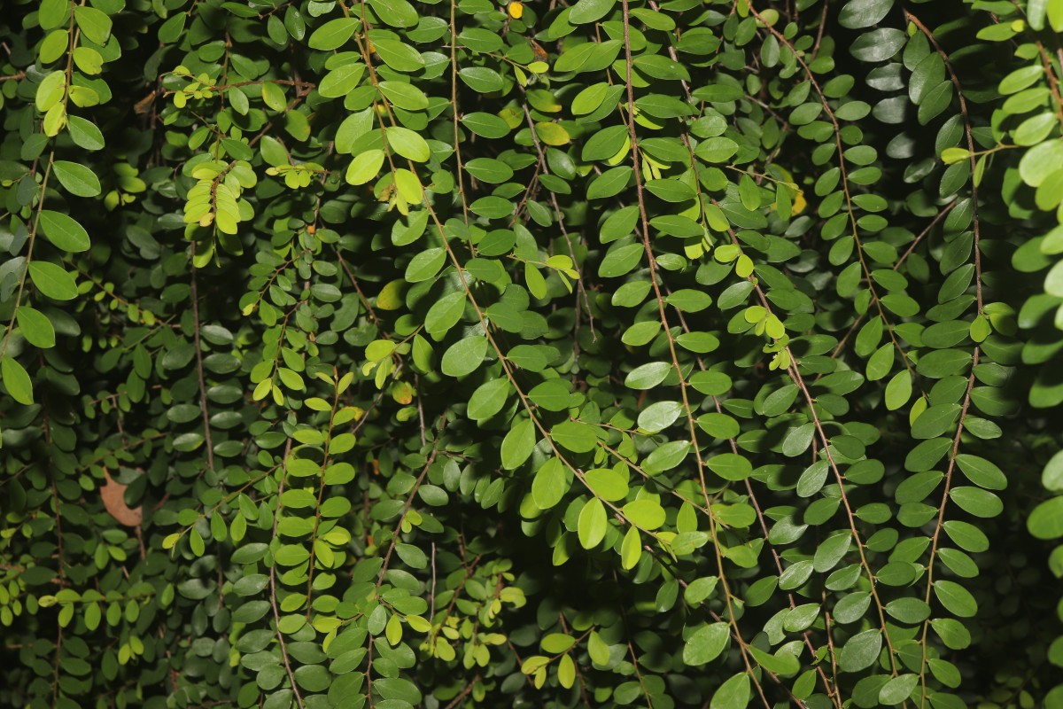 Phyllanthus cochinchinensis Spreng.