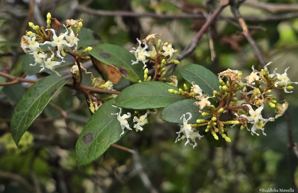Ichnocarpus frutescens (L.) W.T.Aiton
