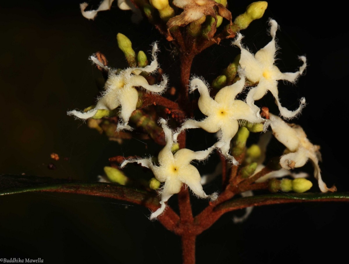 Ichnocarpus frutescens (L.) W.T.Aiton