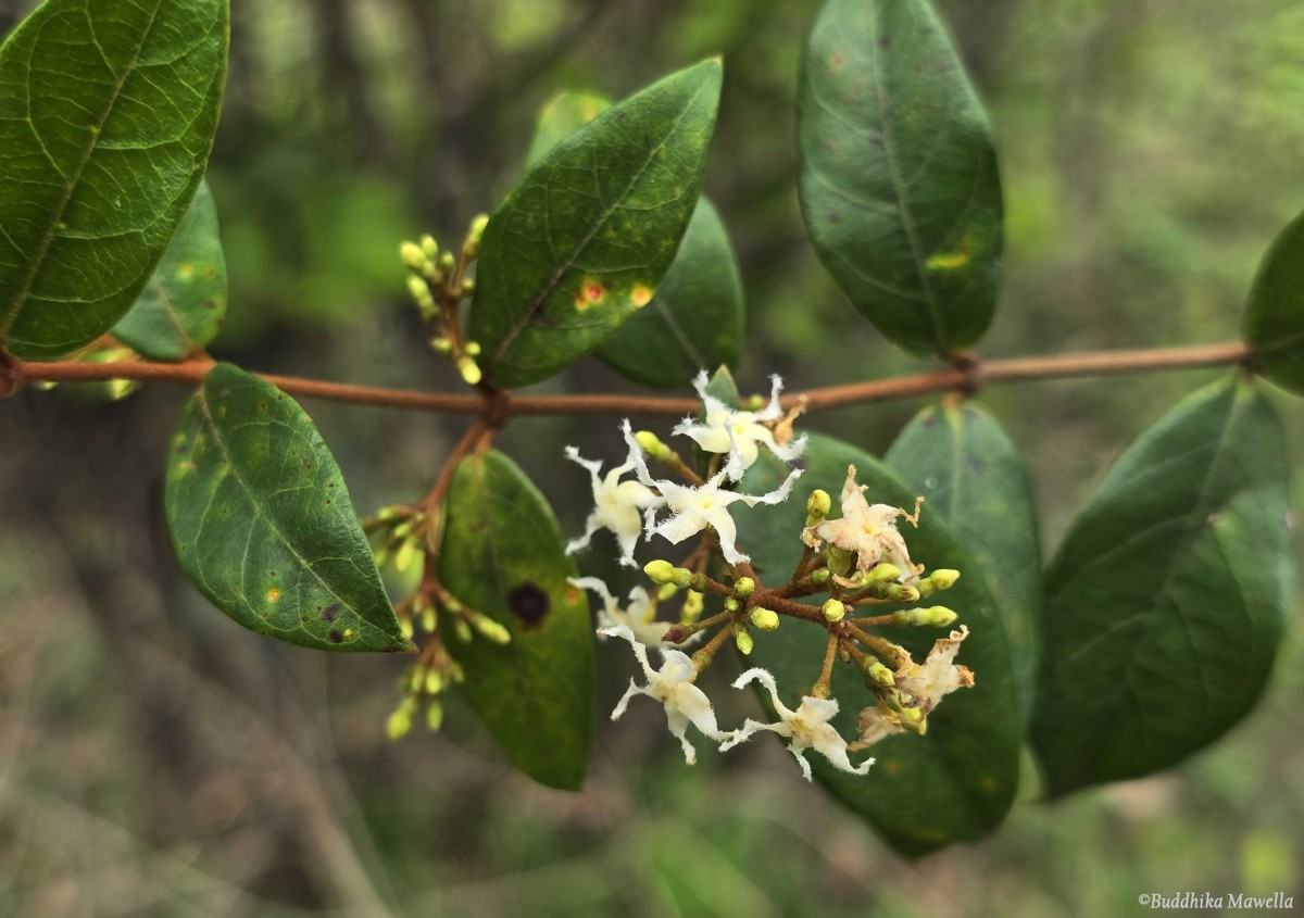Ichnocarpus frutescens (L.) W.T.Aiton