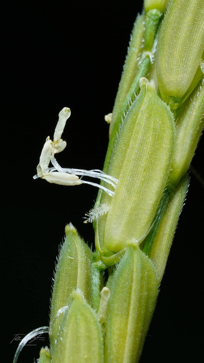 Oryza sativa L.