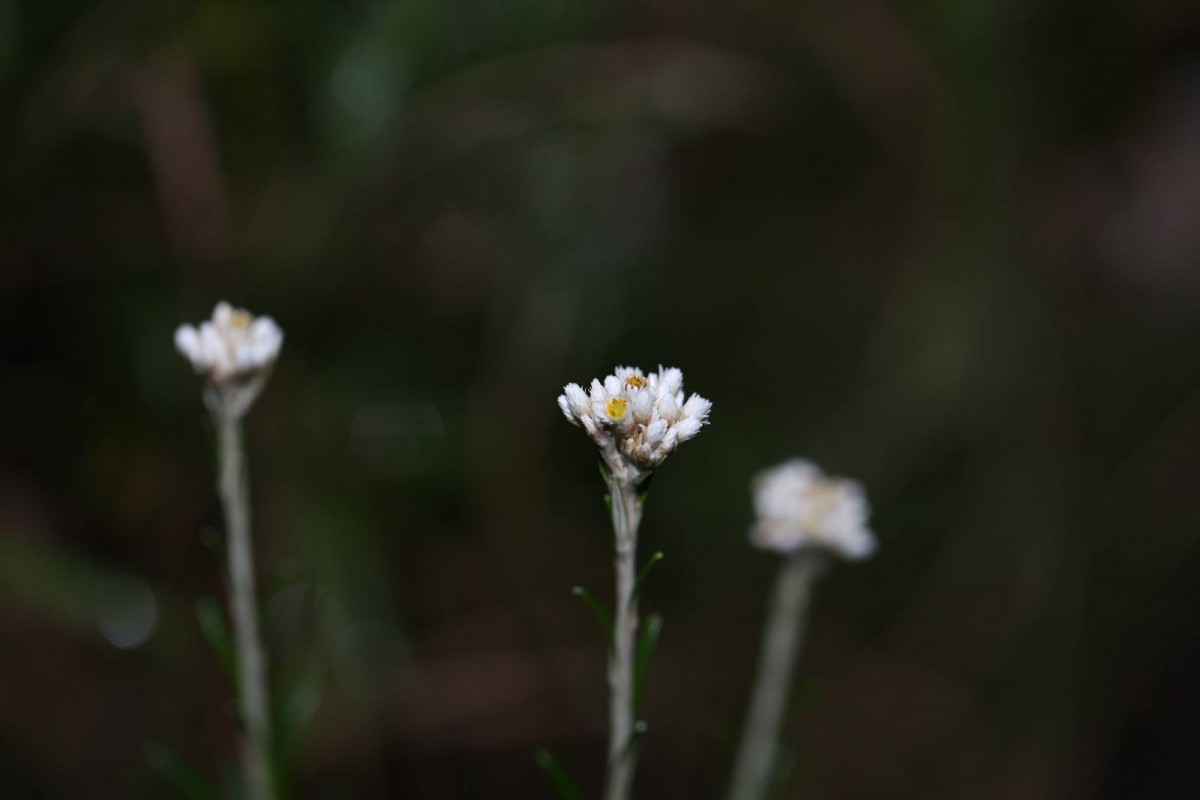 Anaphalis fruticosa Hook.f.