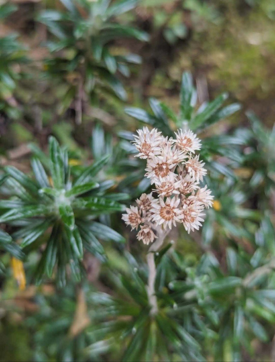 Anaphalis fruticosa Hook.f.