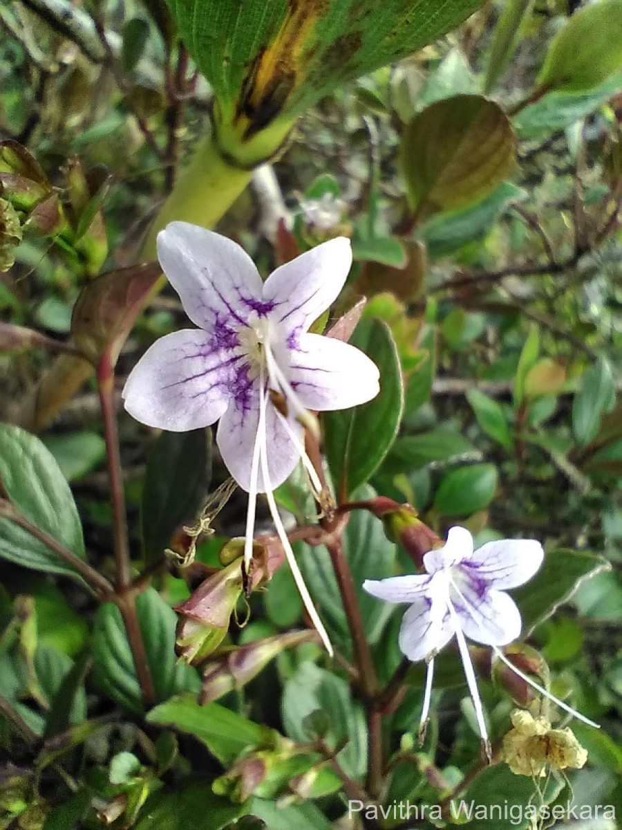 Strobilanthes pentandra J.R.I.Wood