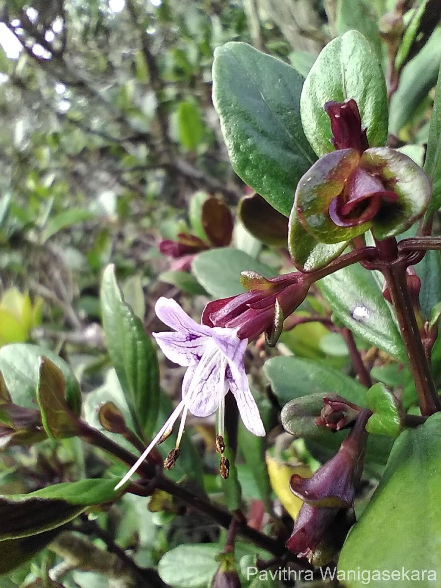 Strobilanthes pentandra J.R.I.Wood