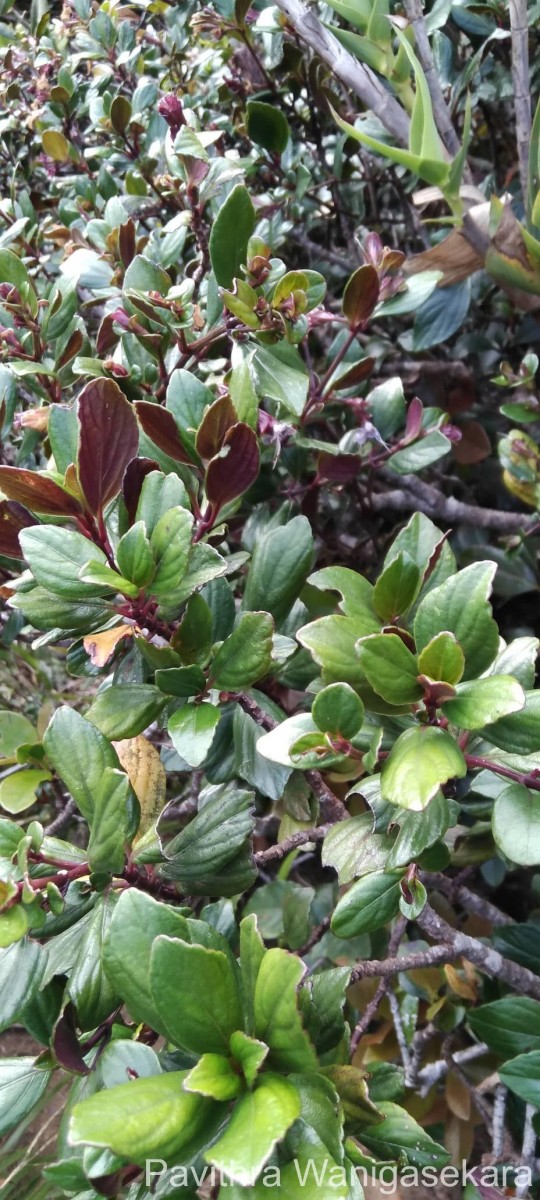 Strobilanthes pentandra J.R.I.Wood