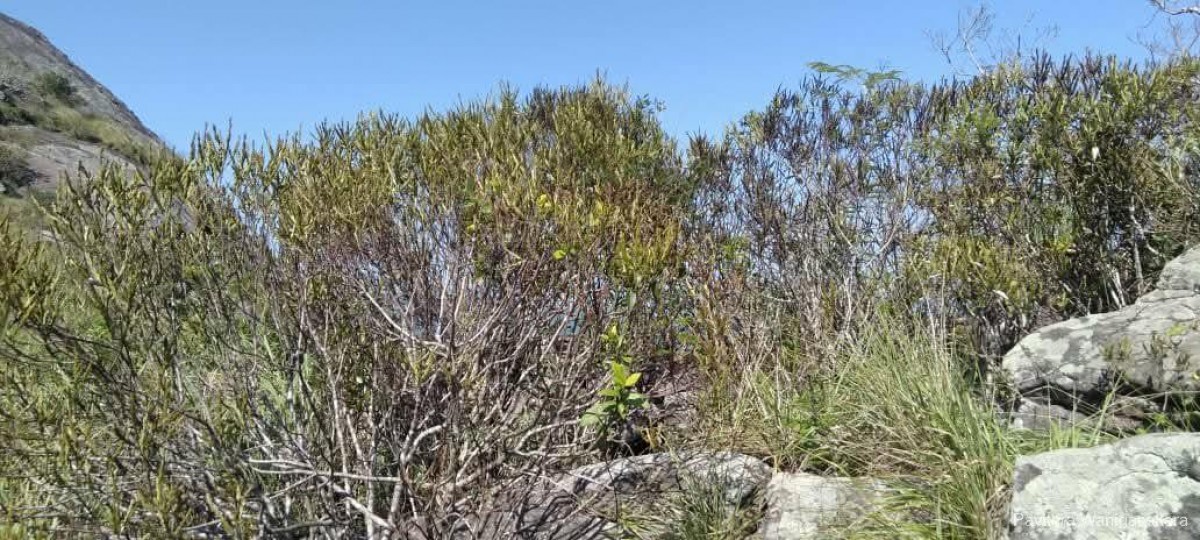 Strobilanthes willisii Carine
