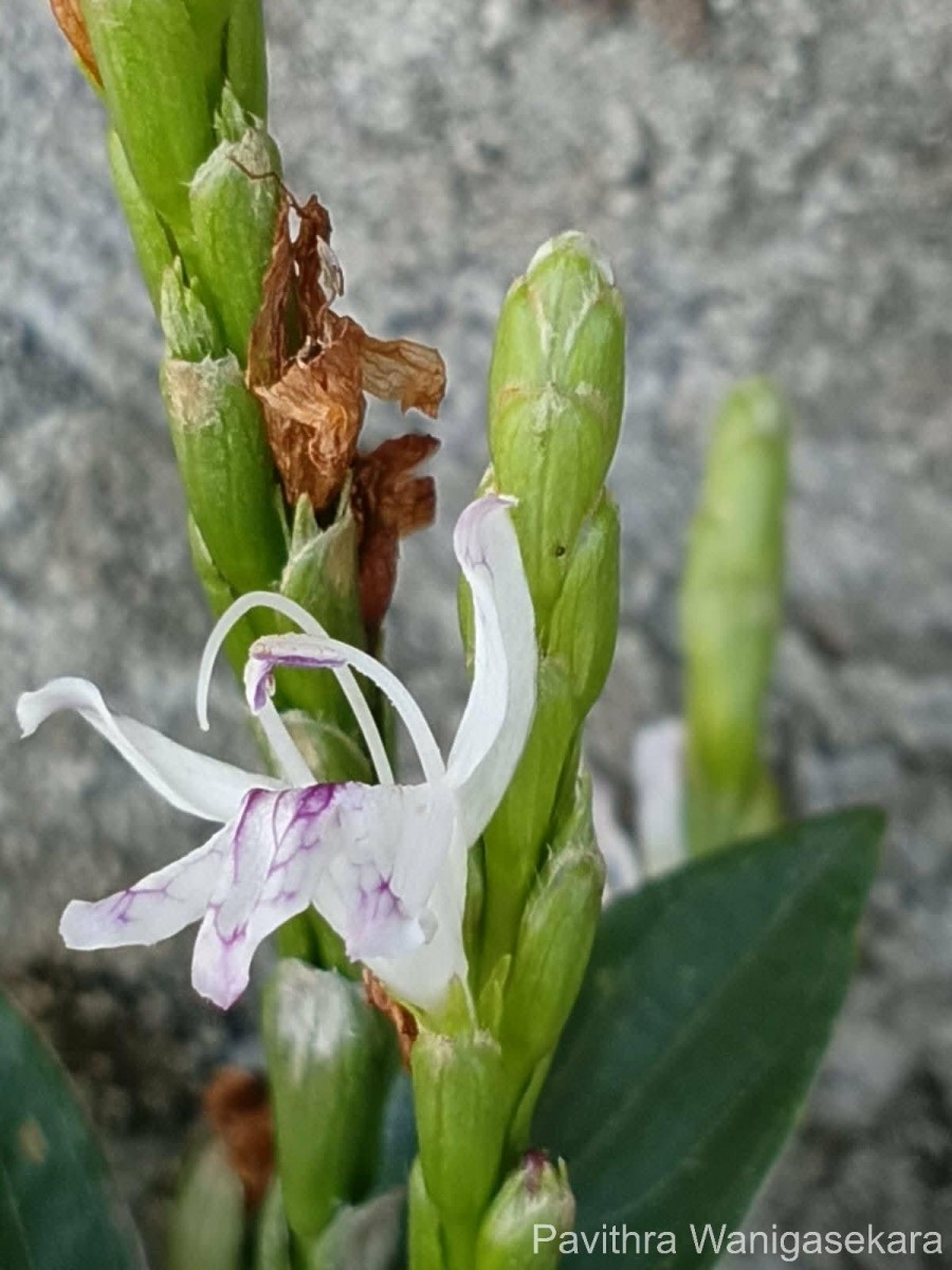 Strobilanthes willisii Carine