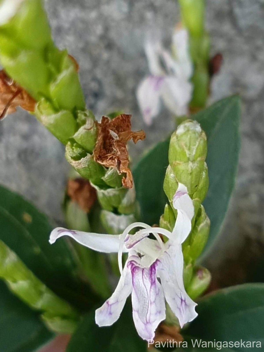 Strobilanthes willisii Carine