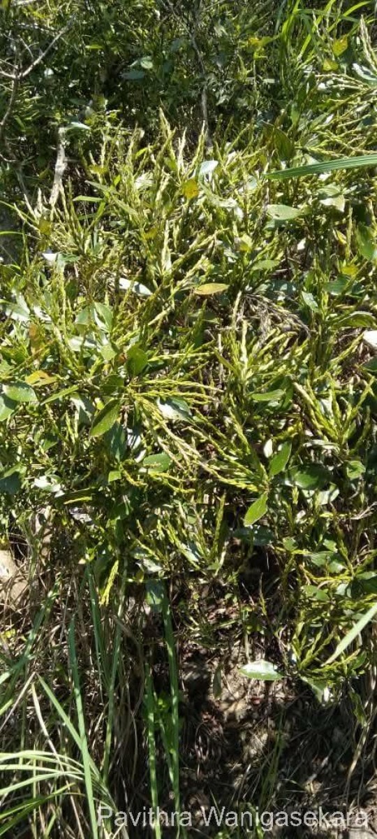 Strobilanthes willisii Carine
