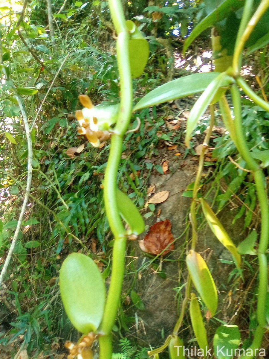 Vanilla moonii Thwaites