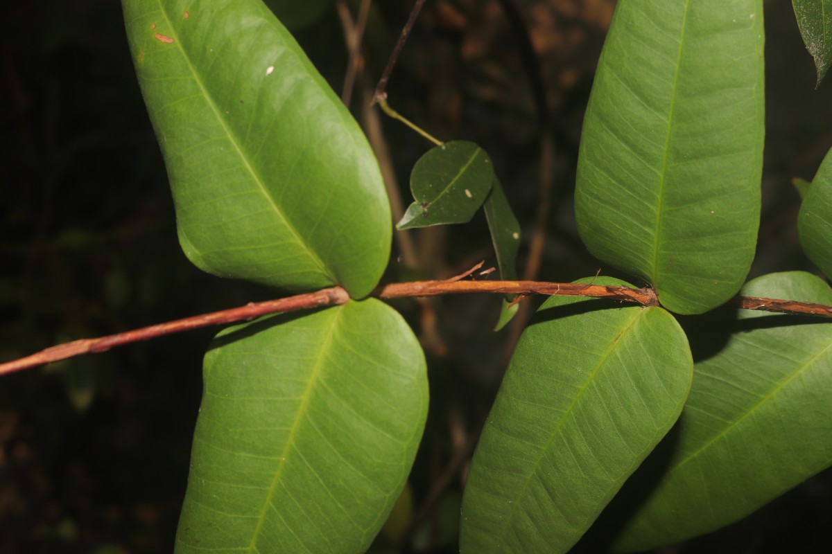 Eugenia amoena Thwaites