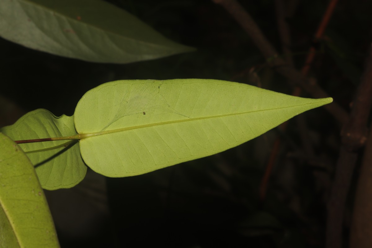 Eugenia amoena Thwaites