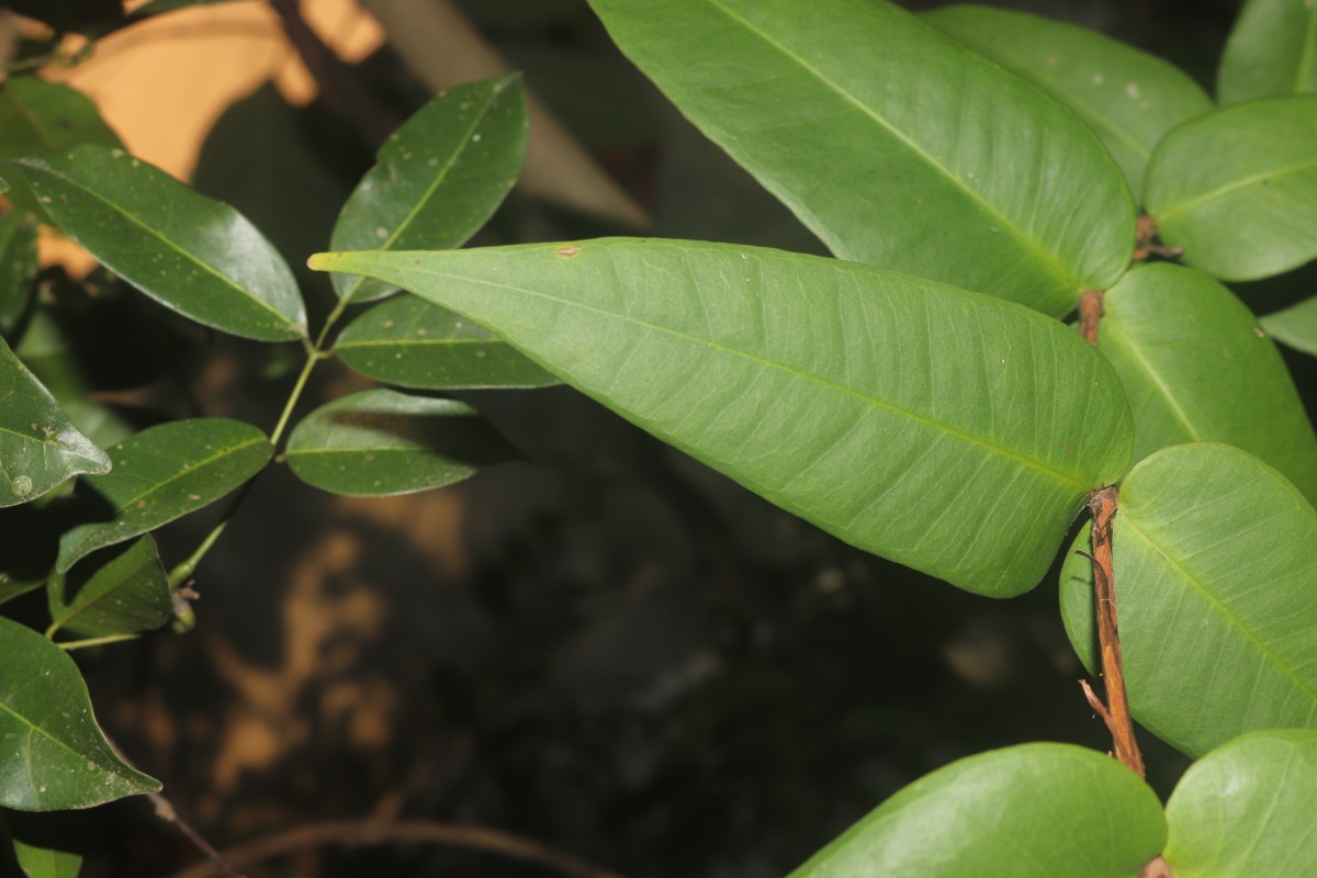 Eugenia amoena Thwaites