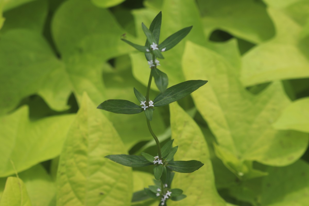 Spermacoce remota Lam.