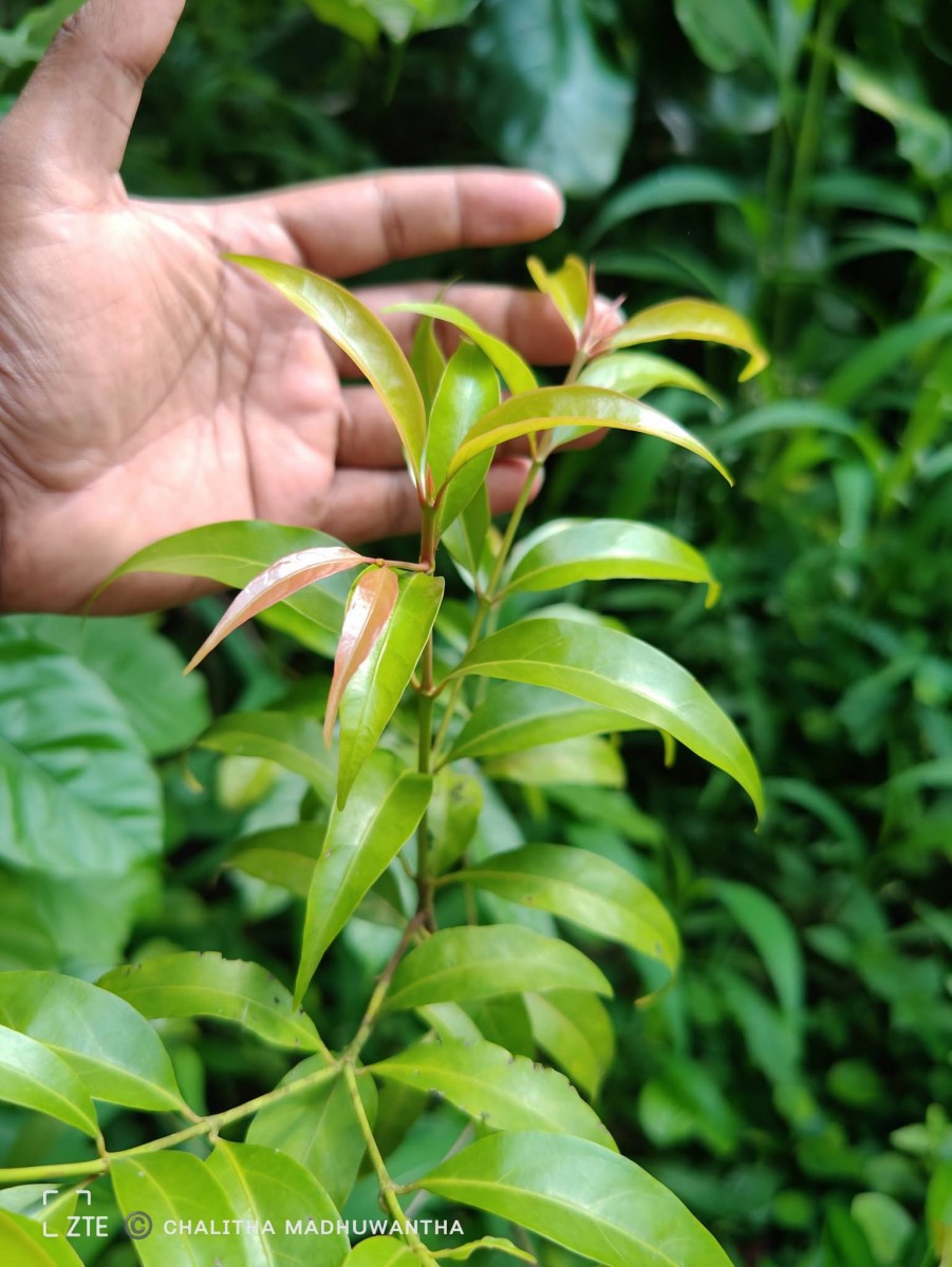 Aidia gardneri (Thwaites) Tirveng.