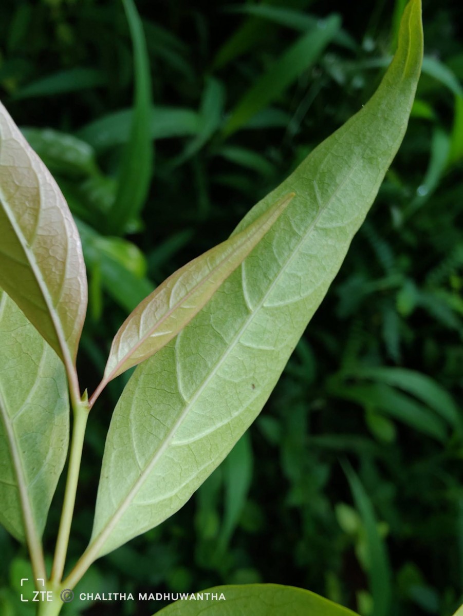 Aidia gardneri (Thwaites) Tirveng.