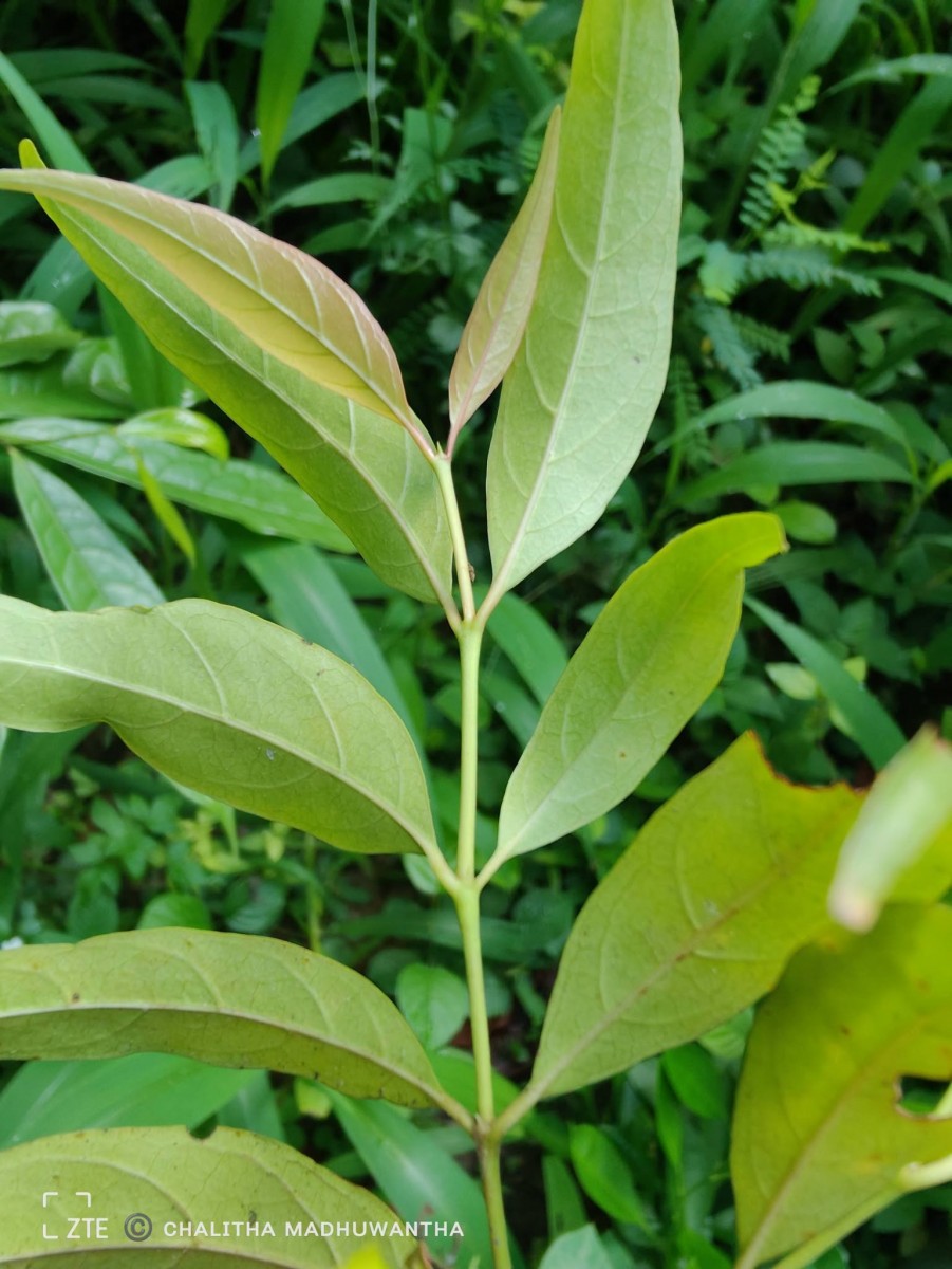 Aidia gardneri (Thwaites) Tirveng.