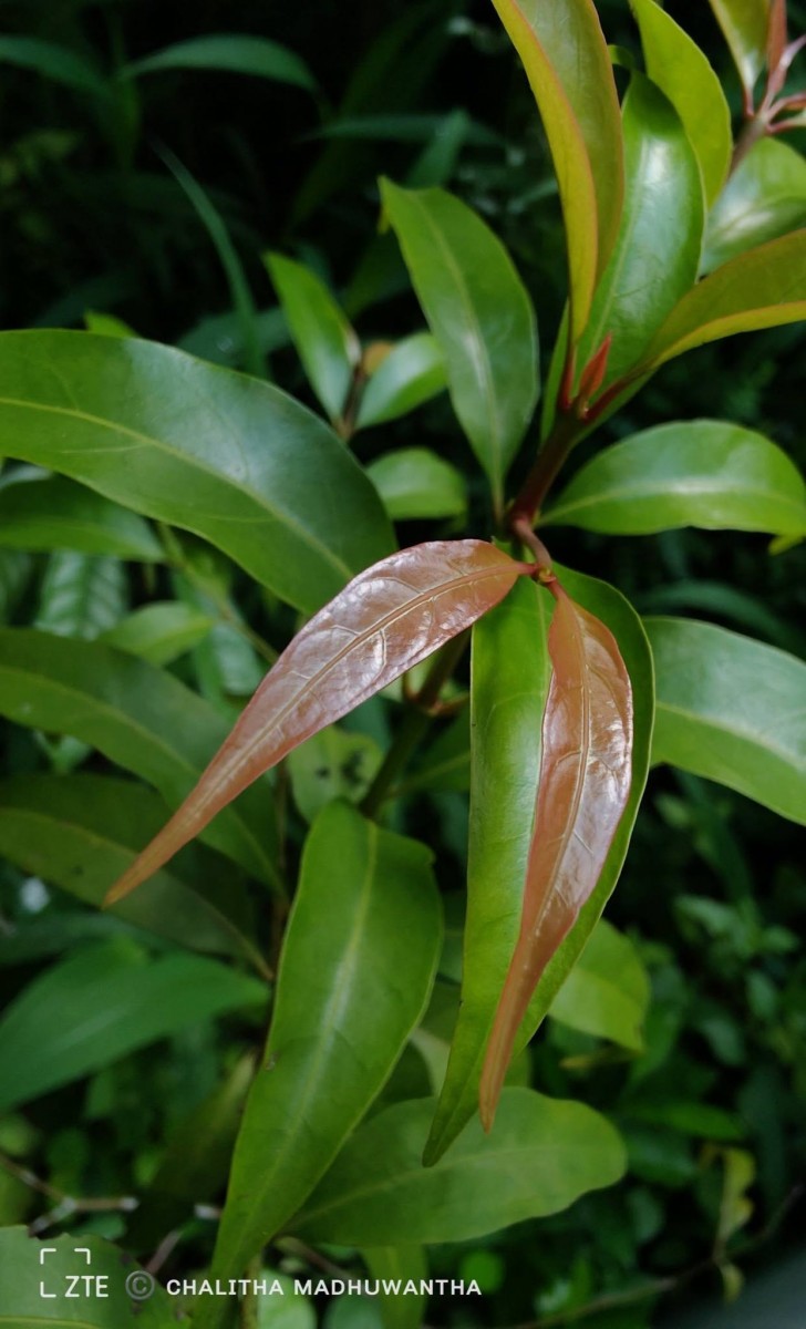 Aidia gardneri (Thwaites) Tirveng.