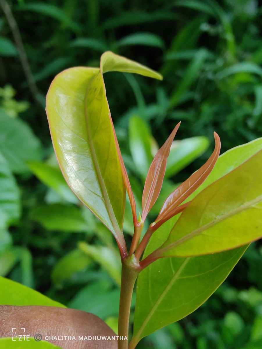 Aidia gardneri (Thwaites) Tirveng.