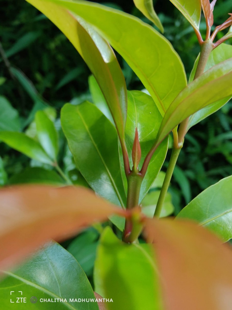 Aidia gardneri (Thwaites) Tirveng.