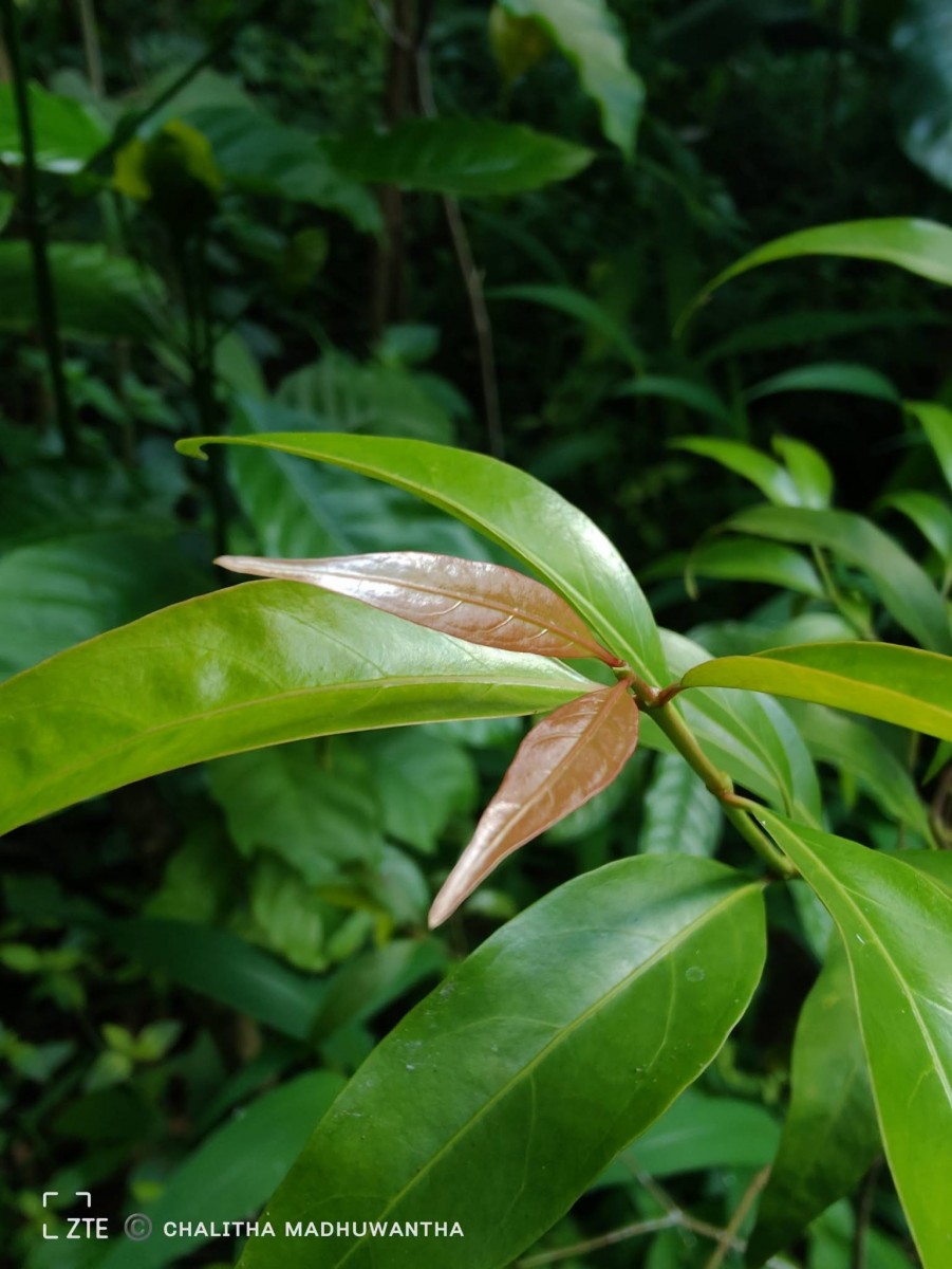 Aidia gardneri (Thwaites) Tirveng.