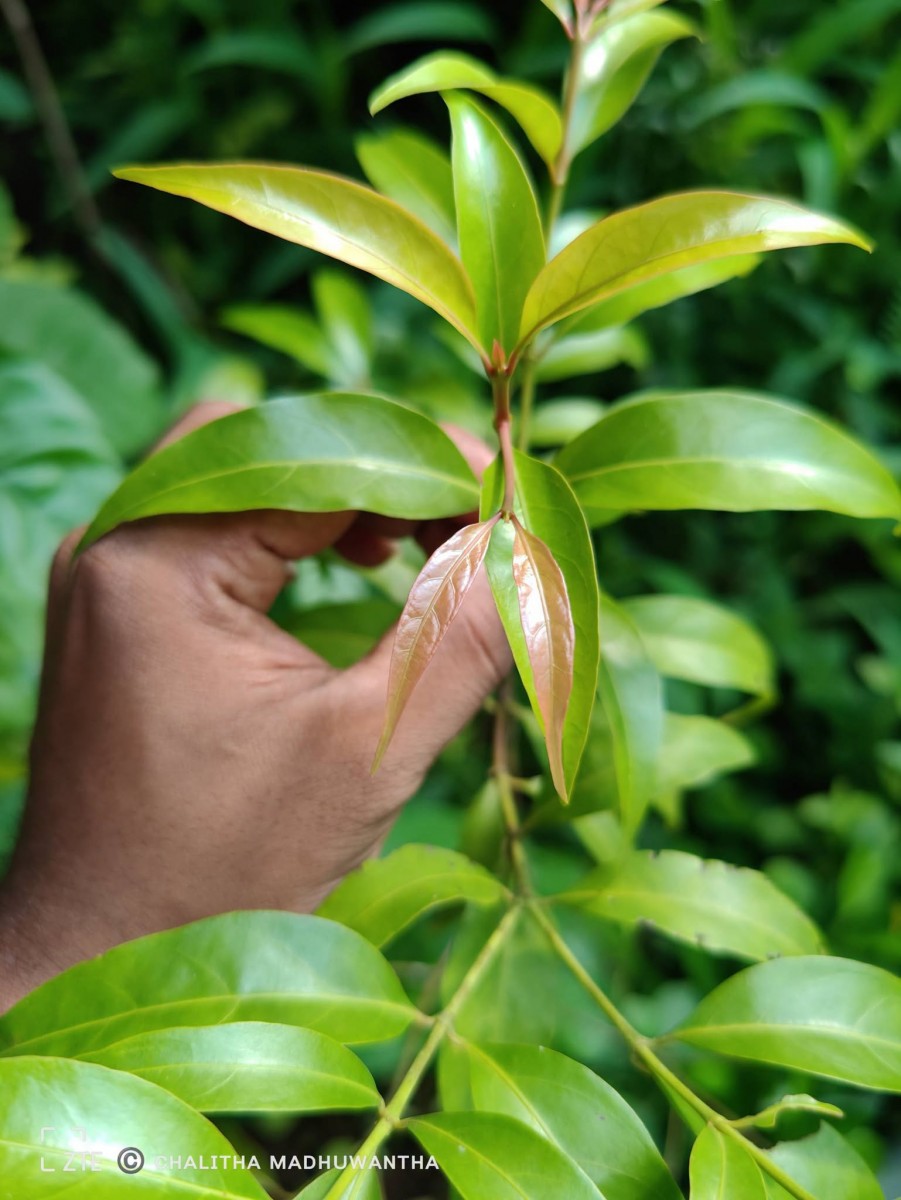 Aidia gardneri (Thwaites) Tirveng.