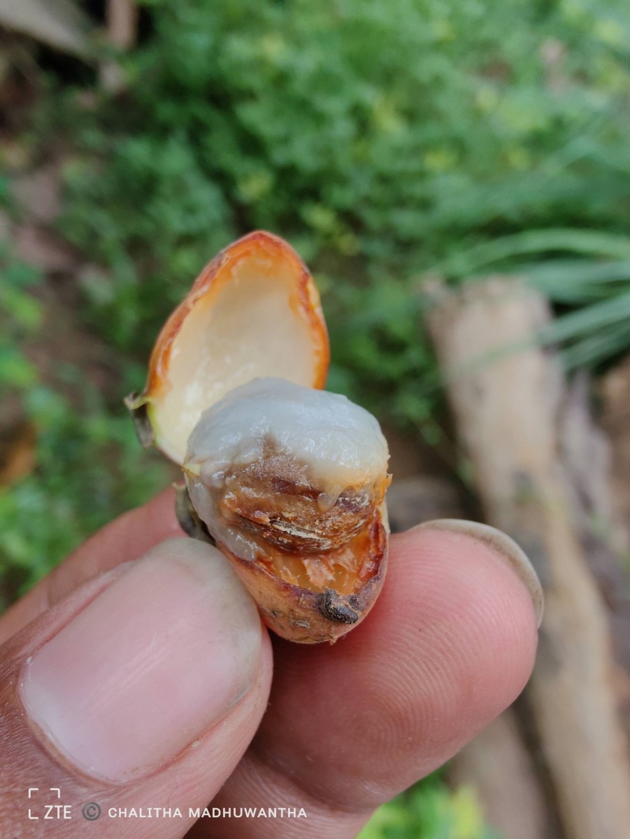Alangium salviifolium (L.f.) Wangerin