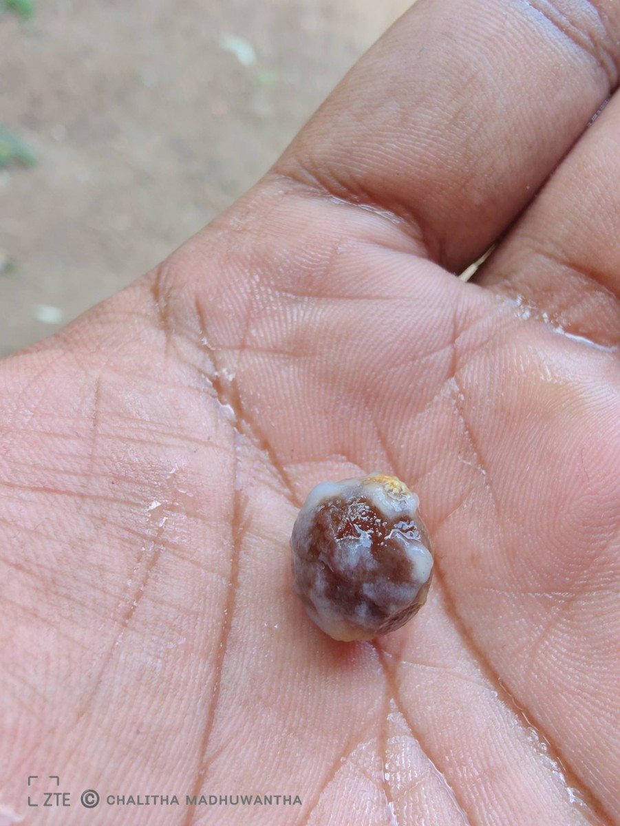 Alangium salviifolium (L.f.) Wangerin